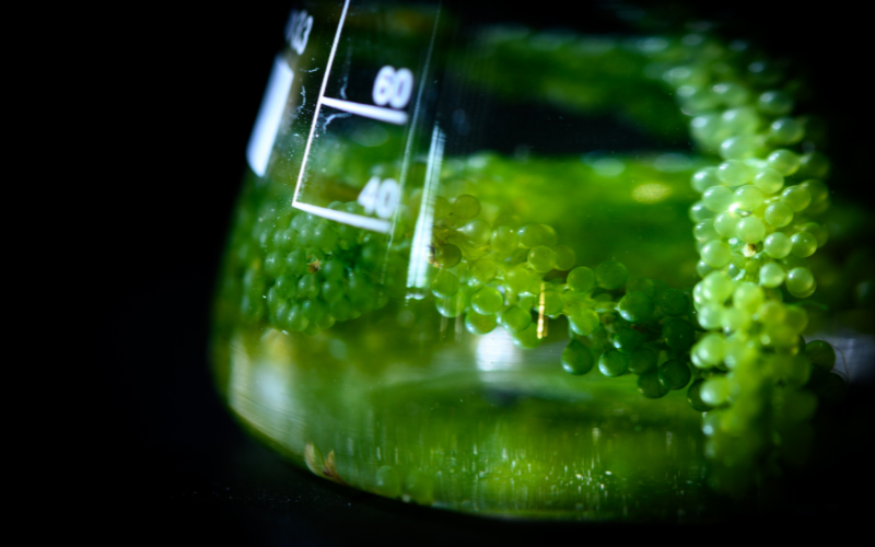 Ý nghĩa của tên miền .bio: Biology - Sinh học, Hữu cơ, Sức khỏe